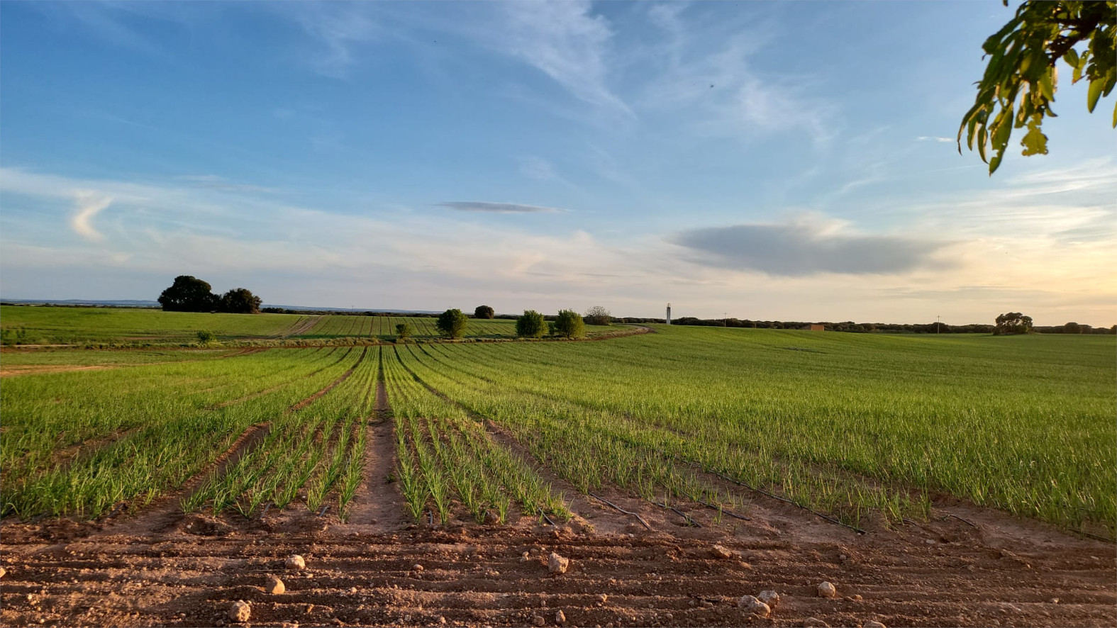 Cultivo organico finca quixote