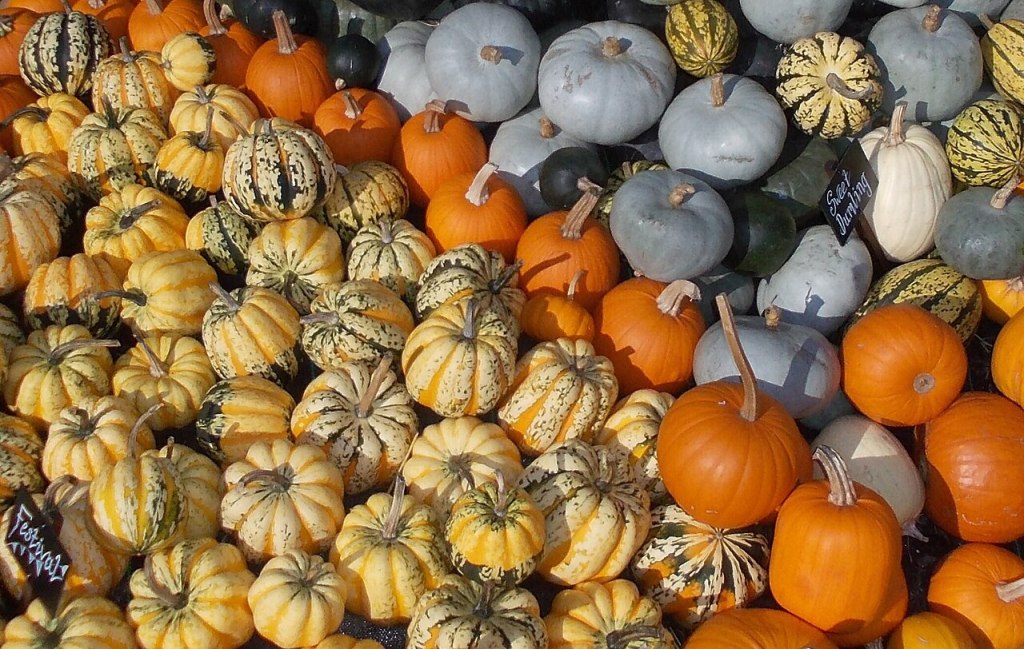 Variedades de calabazas de colores: bellota, cacahuete y calabazas naranjas