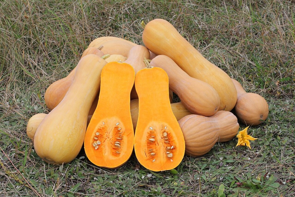 Calabazas butternut enteras y una abierta por la mitad sobre la hierba